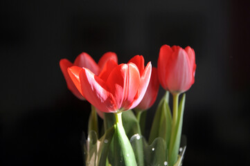 Bouquet of red tulips on a black background. A gift for women's day from flowers.