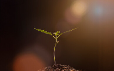 marijuana herb plant flare light seeding in soil