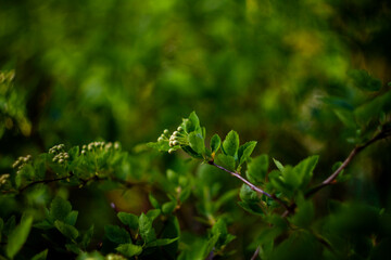 Abstract nature background with a single white flower