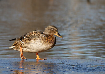 Mallard