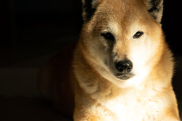 朝の陽だまりでくつろぐ柴犬