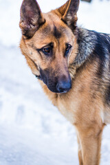 Portrait of a young beautiful german shepherd girl in winter on a background of snow