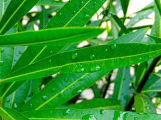 Gotas de lluvia sobre hojas - Raindrops on leaves