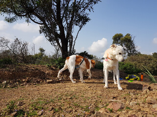 Cani a passeggio