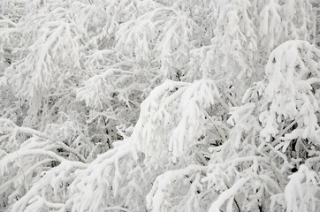 snow-covered tree branches in the forest in the Ural mountains