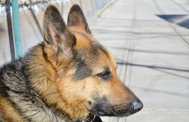 German Shepherd dog on the forest