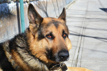 German Shepherd dog on the forest