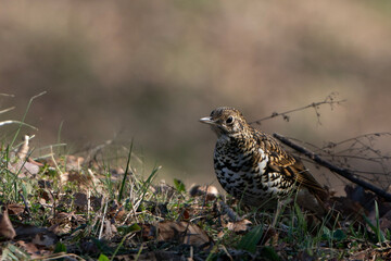 pheasant in the grass