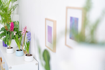 group of beautiful brightly blooming bulbous hyacinths in ceramic pots stand on a light table and green houseplants in a home decor in a bright cozy room. Spring mood. Selective Focus