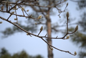 목련