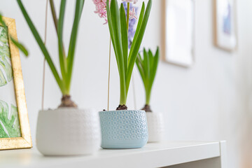 Young bulbous plants, hyacinths in ceramic pots stand on a table in the light wall of the room. Close-up, selective focus. Copy space