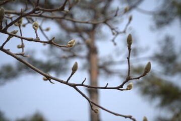 목련