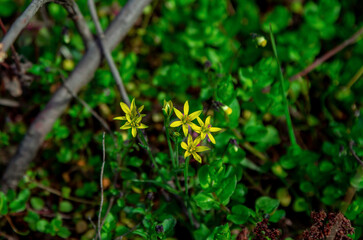Beautiful blooming Gagea hiensis- lily family wild yellow flowers, growing on the meadow.