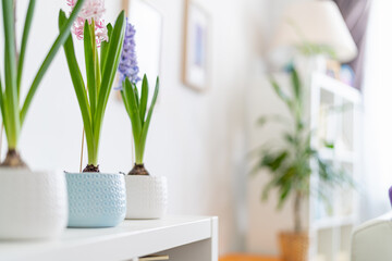 group of beautiful brightly blooming bulbous hyacinths in ceramic pots stand on a light table and green houseplants in a home decor in a bright cozy room. Spring mood. Selective Focus