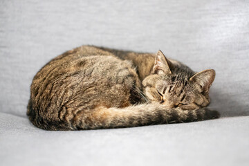 ソファで寝るキジトラ猫