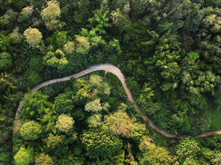 Aerial view of road in jungle