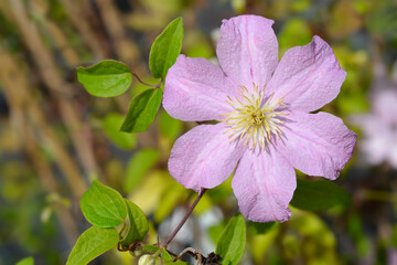 Clematis Comtesse de Bouchaud