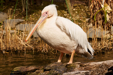 モモイロペリカン