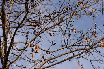 Narrow-leaved ash