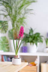 beautiful blooming bright pink hyacinth in a white ceramic pot stands on a wooden table against a background of green houseplants in a bright cozy room. Spring mood. Women's holiday.