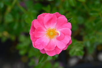 Magic Meidiland Rose