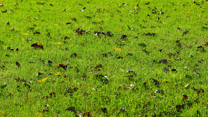Glade covered with green grass and fallen autumn leaves