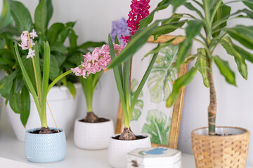 Fototapeta na wymiar group of beautiful flowering bulbous hyacinths in ceramic pots stand on a white shelf against a background of green houseplants and home decor in a bright, cozy room. Spring mood. Women's Holiday