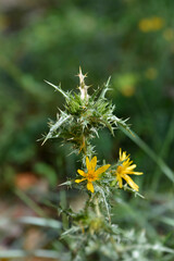 Common golden thistle