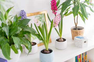 group of beautiful flowering bulbous hyacinths in ceramic pots stand on a white shelf against a background of green houseplants and home decor in a bright, cozy room. Spring mood. Women's Holiday