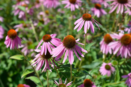 Pink Coneflower