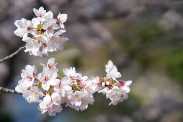 桜