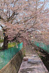 萩野町「萩公園」の桜　（宮城県仙台市宮城野区）