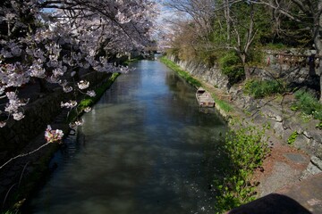 八幡堀の桜