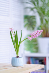 beautiful blooming pink hyacinth in a blue ceramic pot stands on a wooden table against a background of green houseplants in a bright cozy room. Spring mood. Women's holiday.