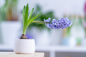 beautiful blooming lilac hyacinth in a white ceramic pot stands on a wooden table against the light blurred background of a cozy room. Spring mood. Women's holiday. Floral fragrance. Cozy house.