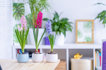 group of beautiful bright blooming bulbous hyacinths in ceramic pots stand on a light table against a background cozy room. Spring mood. Blurred background. Selective Focus