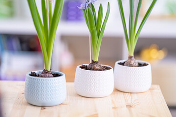 Fototapeta premium Young bulbous plants, hyacinths in ceramic pots stand on a table in the light wall of the room. Spring forcing of bulbous flowers. Close-up, selective focus. Copy space