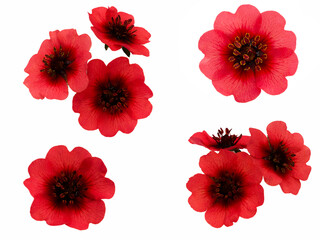 red cinquefoil flowers - obrazy, fototapety, plakaty