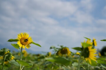 ひまわり畑