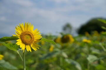 Fototapeta premium ひまわり畑