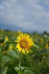 Fototapeta premium ひまわり畑