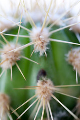 close up view of a cactus with large thorns 