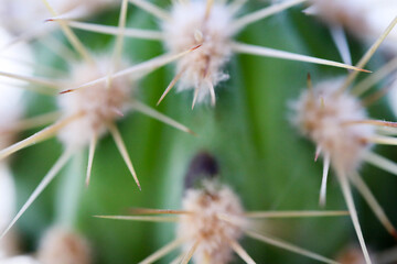 close up view of a cactus with large thorns 
