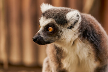 Lemur