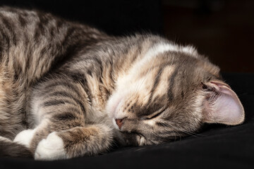 Fototapeta na wymiar Cute cat sleeping on a black couch. Close-up.