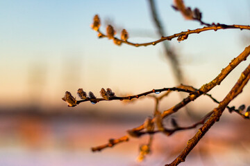 Spring catkin branch with shiny waterdrops. Wild, untouched nature. Evening with golden sunset after rain.