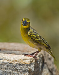 Black-headed Weaver