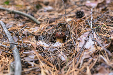 Beautiful edible mushroom in a pine forest