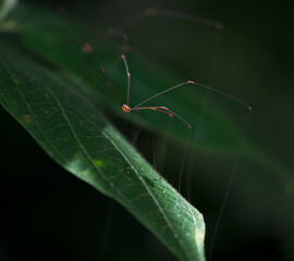 daddy-longlegs on a leaf