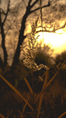 The top of blooming reeds against the background of the rising sun in the morning in the autumn